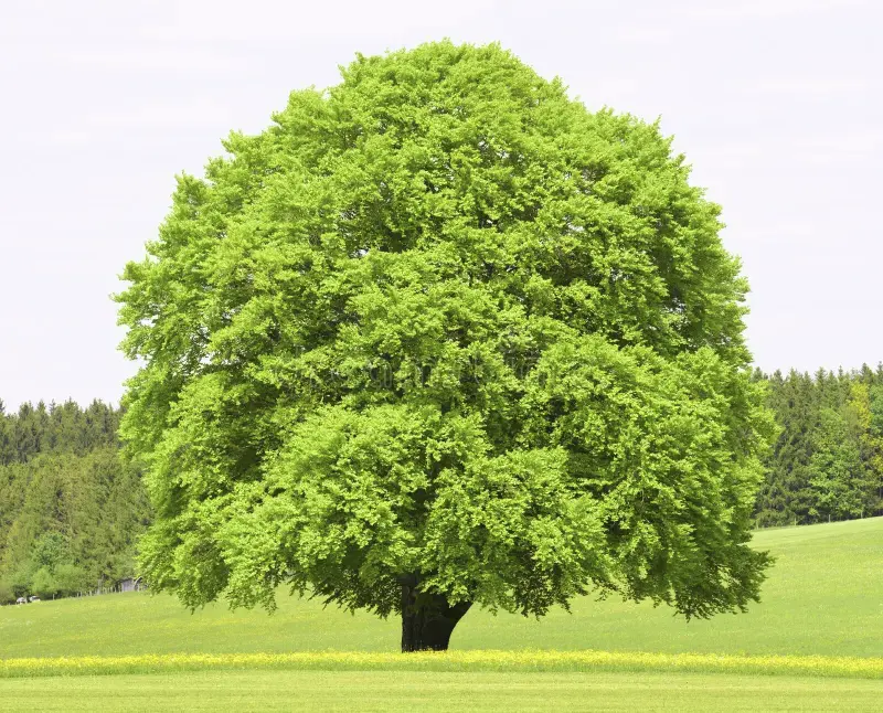 1700399408754.webp
