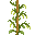 legume_stage_3.png