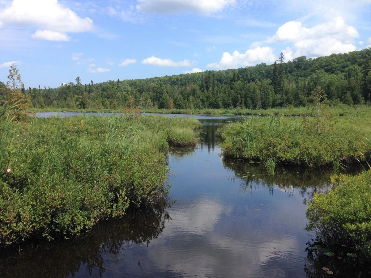 marshwalk-pond.jpg