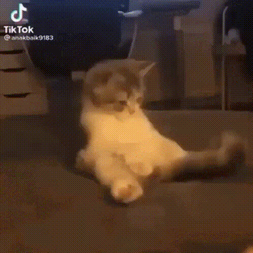 tailcatmeme-cattailmeme.gif