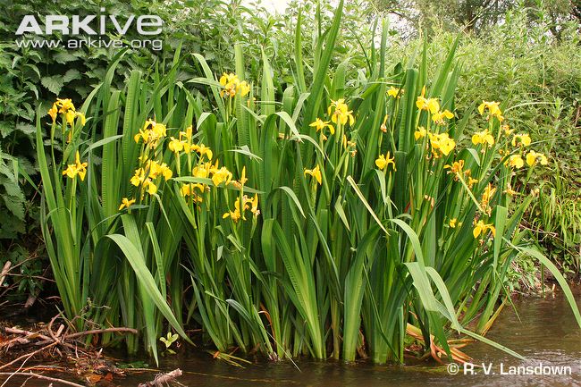 Yellow-iris-in-flower.jpg