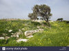 cyprus-scenery-mediterranean-island-island-nature-meadow-trees-stony-flowers-XCWF7D.jpg