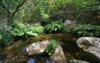 spain-forest-stream-cesp-00748.jpg
