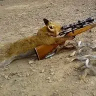foxyyy1