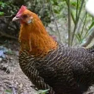 uncoolchicken