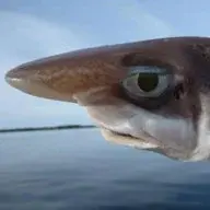 Sharkodiles