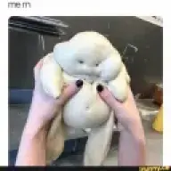DaddyYogiBear