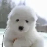 Polar_Doge