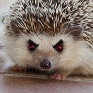 Evil_Hedgehog