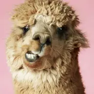 ConfusedLlama_