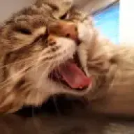 tkkot