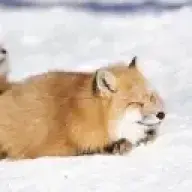 GFoxxxx