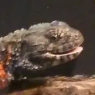 KrumpeA