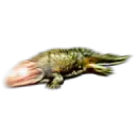 Parakotoul