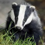 Sad_Badger