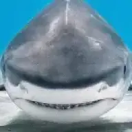 JsharkMeg101