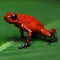 Rojoranas