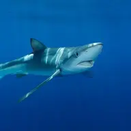 The_OceanStudier