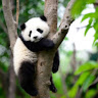 marauderpandas