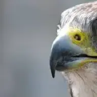 lolatoaster