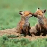 foxrocks2