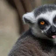 legolemur1313