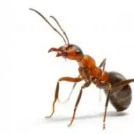 syplau