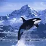 TheWiseOrca