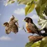 Guineapigsfly