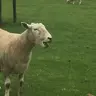Gogglesboii