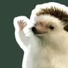 ZorroHedgehog