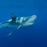 The_OceanStudier