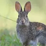 a_Rabbit