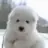 Polar_Doge