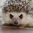 Evil_Hedgehog