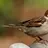 Sparrow1437086