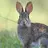 a_Rabbit