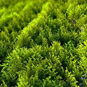 Pelennor Fields Vegetation