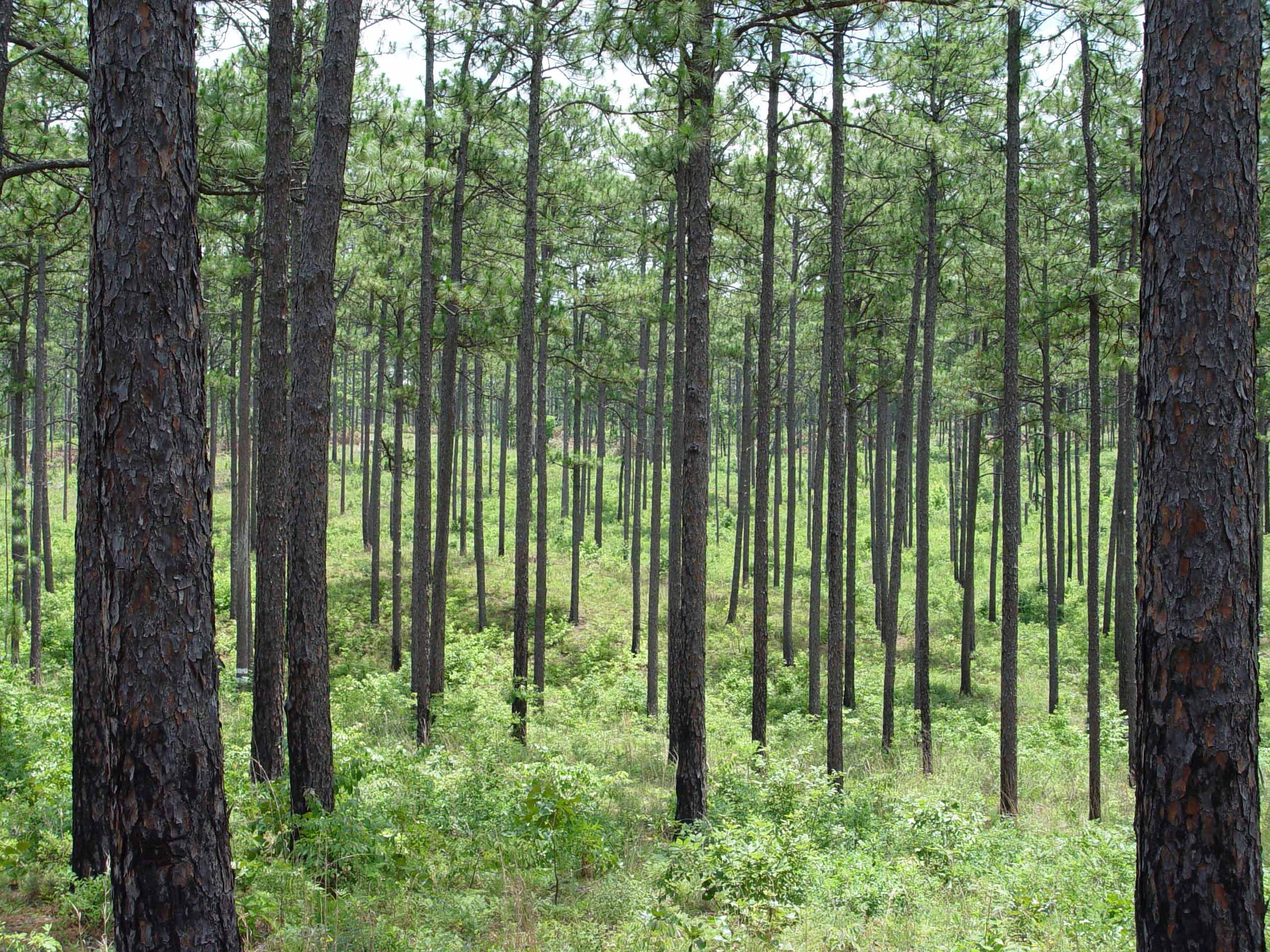 Longleaf-Pine.jpg