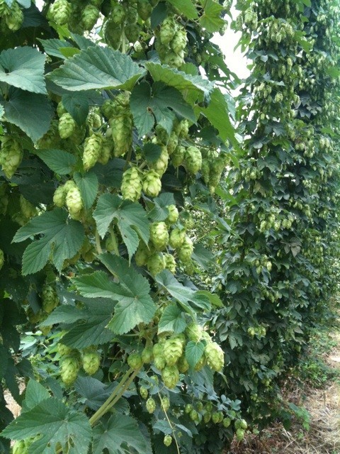 hop-plants-close.jpg