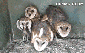 5318410+_72343a4d28fb5bc45dcf3dbb9209ffc6.gif