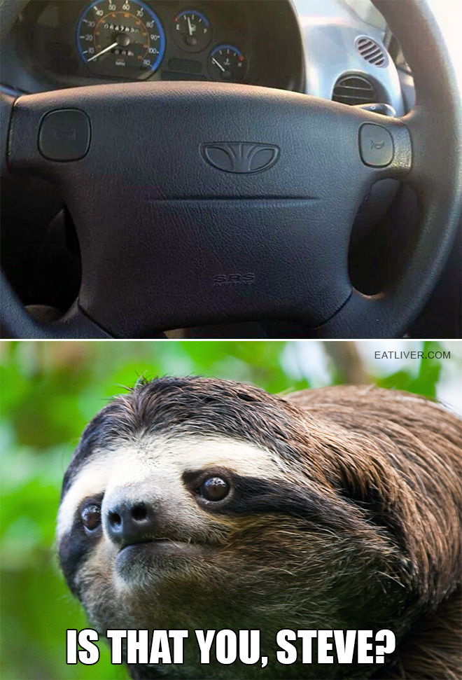 sloth.jpg