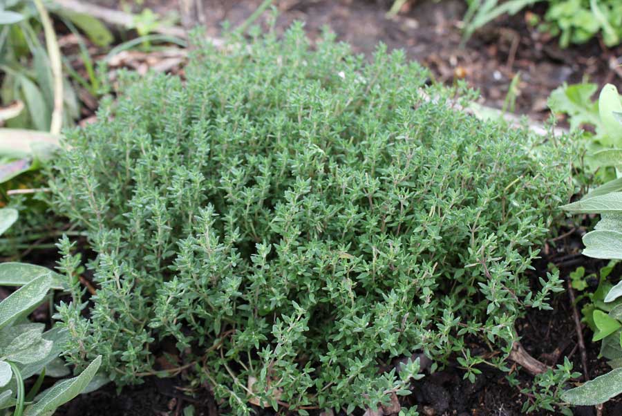 thyme-mature-plant-kel.jpg