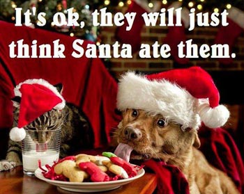 funny-dog-xmas-pics05.jpg