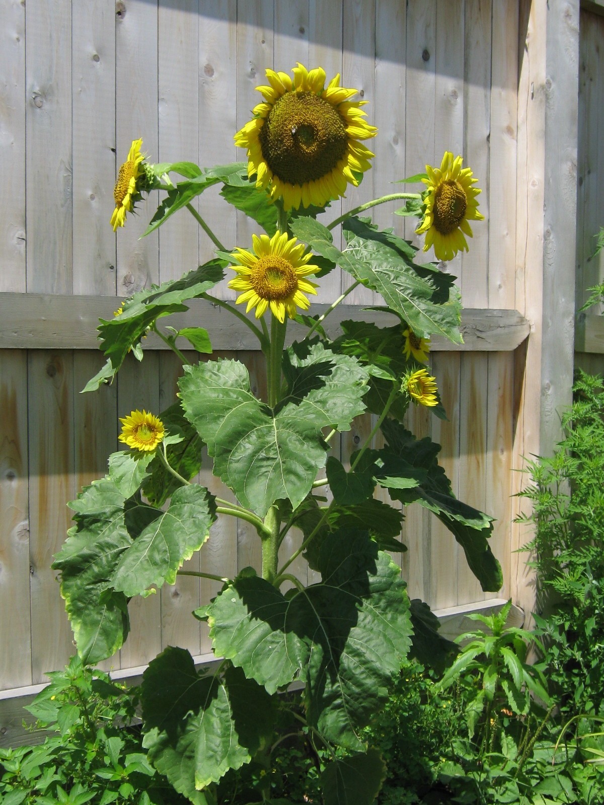 sunflower_080725.jpg