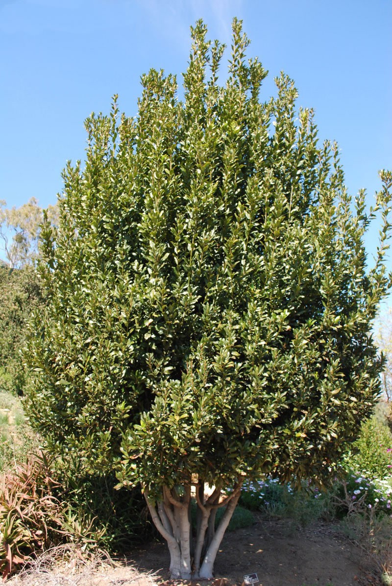 Laurus-nobilis-2.jpg