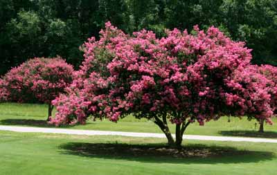 define-crape-myrtle-1.jpg