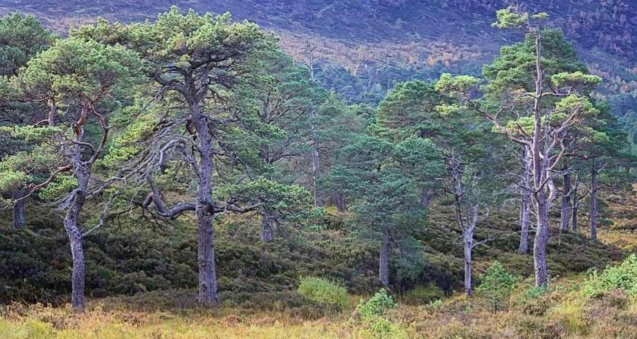 ScotPine-1.jpg