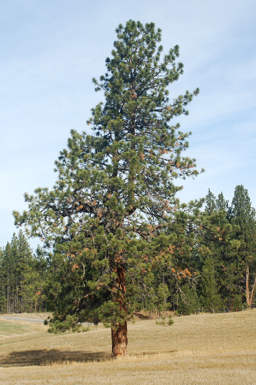 Ponderosa-Pine.jpg