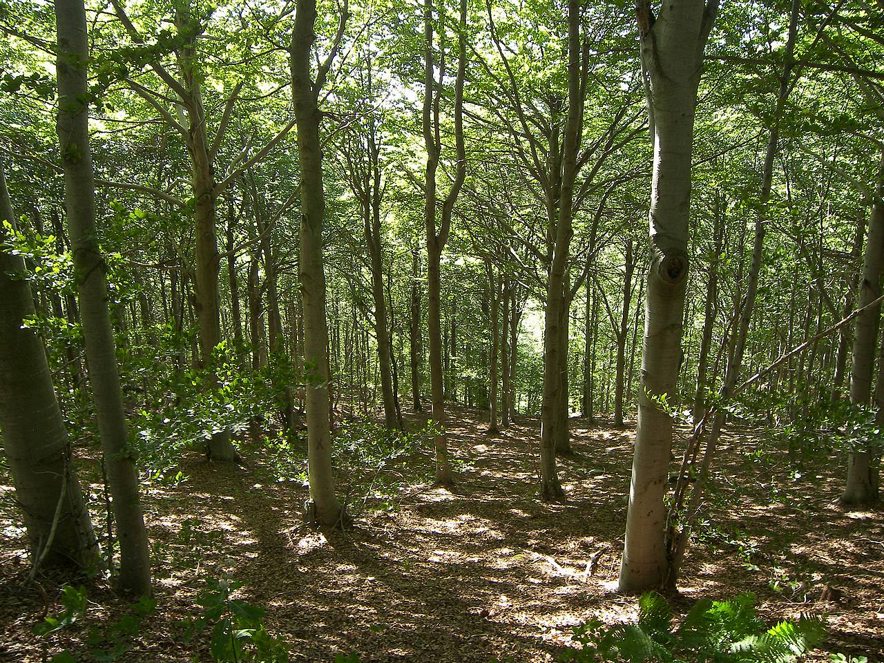 beech-forest.jpg
